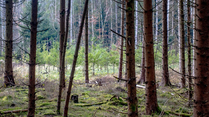 Viel Totholz in einem Fichtenwäldchen