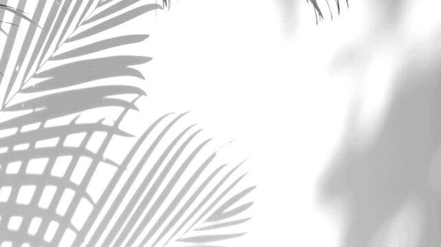 Closeup branch tree leaves silhouette shadow motion on wall, abstract background Palm tree shadow behind wall textures, video background for Product or logo video showcase