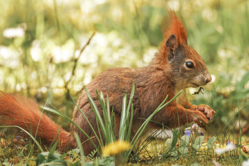 Fressendes Eichhörnchen auf der sonnigen Wiese