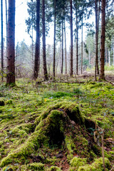 Viel Totholz in einem Fichtenwäldchen