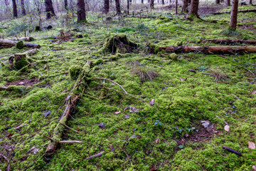 Viel Totholz in einem Fichtenwäldchen