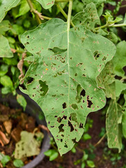 Close-up of a damaged eggplant leaf, showing holes and blemishes