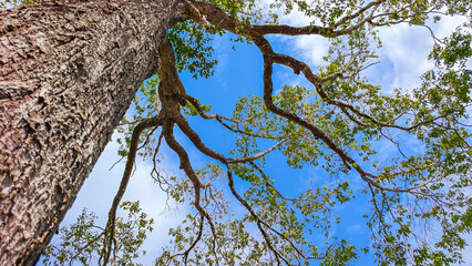 An upward view of a tall tree reaching toward a bright blue sky with fluffy clouds