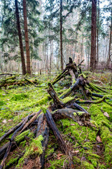 Viel Totholz in einem Fichtenwäldchen
