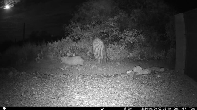 Yawning javelina with two tiny babies at night in Arizona - HD video