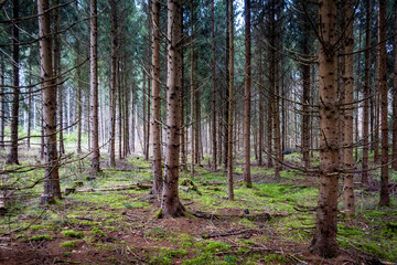 Viel Totholz in einem Fichtenwäldchen