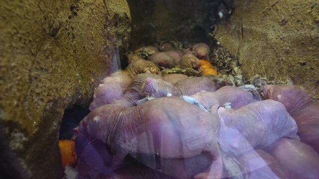 Close up of naked mole rats piled up in the underground burrow