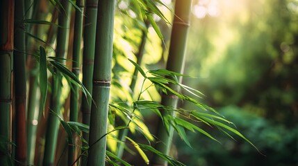Vibrant green bamboo stalks and leaves glow softly in bright sunlight within a dense grove