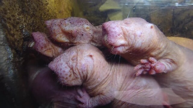 Close up of naked mole rats piled up in the underground burrow