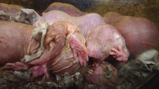 Close up of naked mole rats piled up in the underground burrow