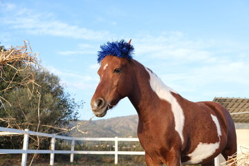 Beautiful Pinto horse or pony with Xmas bright blue crown of tinsel on head in paddock at stable. Funny animals in Christmas decoration. Festive dinner at Chinese zodiac sign of Year of Horse.	