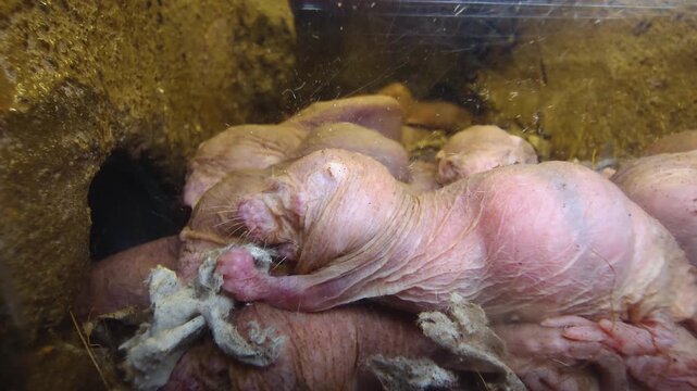 Close up of naked mole rats piled up in the underground burrow