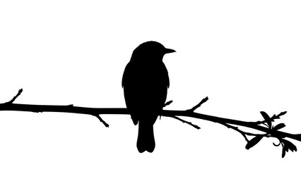 blackbird on a branch