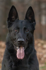 The picture shows a German Shepherd Dog (GSD).