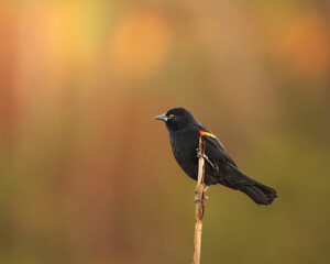 A small wild bird perched on a thin branch in soft natural light.