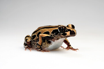 Senegal running frog // Senegal-Rennfrosch (Kassina senegalensis)