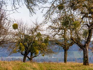 Baumgrundstück im Spätherbst