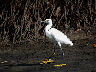 A white snowy egret with yellow feet walks across dark mud in a coastal habitat, featuring a background of dense mangrove roots in Oaxaca, Mexico.