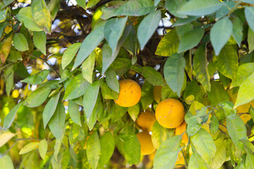 ripe oranges on a tree