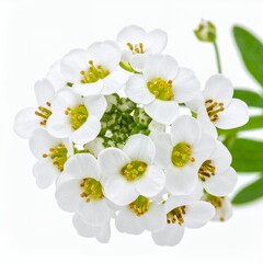 Obraz premium Delicate cluster of immaculate white alyssum flowers on a clean white background