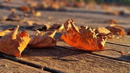 leaves fallen dry sun beams afternoon in winter season