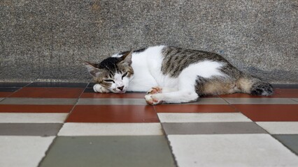 A bicolored white and tabby cat with a short bobtail lies down to rest on a colorful checkered tile floor. The cat appears relaxed and sleepy against a textured concrete wall.