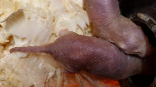 Naked mole rat, its scientific name is Heterocephalus glaber