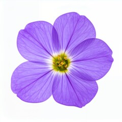 Naklejka premium Delicate purple flower bloom isolated on a simple, clean white background