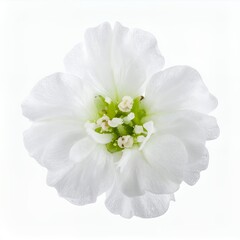Fototapeta premium Delicate white blossom against a pure backdrop emphasizing elegance and serenity
