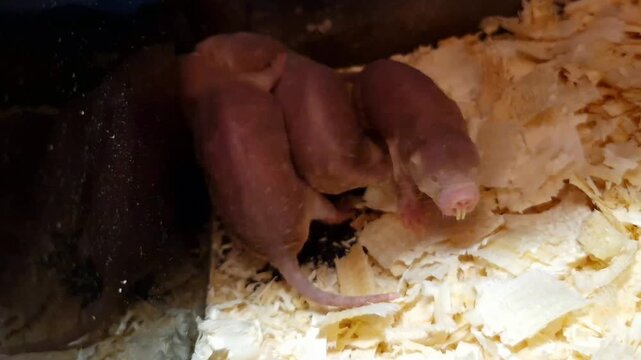 Naked mole rat, its scientific name is Heterocephalus glaber