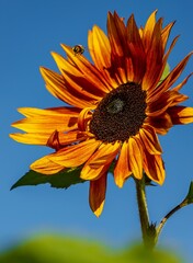 A Bee Hovering By A Sunflower