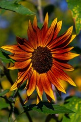 Sunflower In Bloom