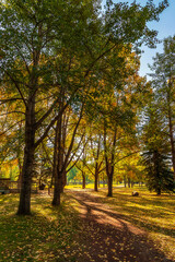 Sunlit Pathway Through An Autumn Forest In Cochrane