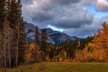 Lush Fall Trees In The Alberta Mountains