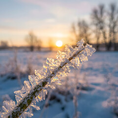 Close-up of Frost-Covered Branch in Winter Sunrise Landscape