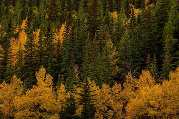 Fall Trees In An Alberta Forest