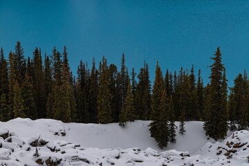 Pine Trees By The Bright Blue Water At Peyto Lake In The Winter