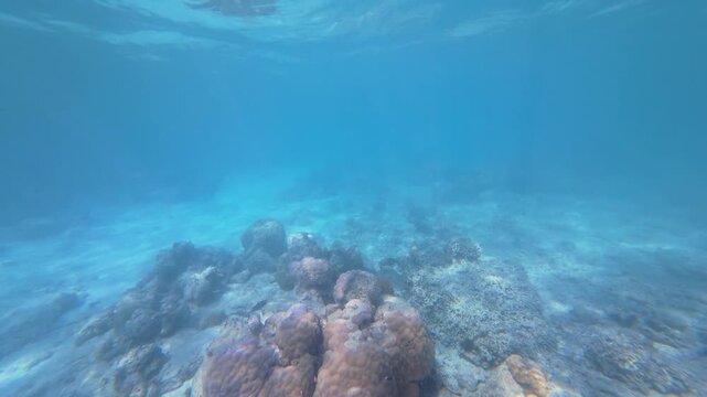 Vibrant coral reef beneath the waters of Chumbe Island, Zanzibar, showcasing biodiversity and crystal-clear tropical seas of a Marine Protected Area(MPA).