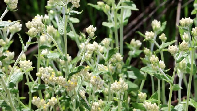 Bicolor Everlasting, Pseudognaphalium Biolettii, a lavish native gynomonoecious perennial herb displaying terminal racemose disciform head inflorescences during Spring in Coastal Los Angeles County.