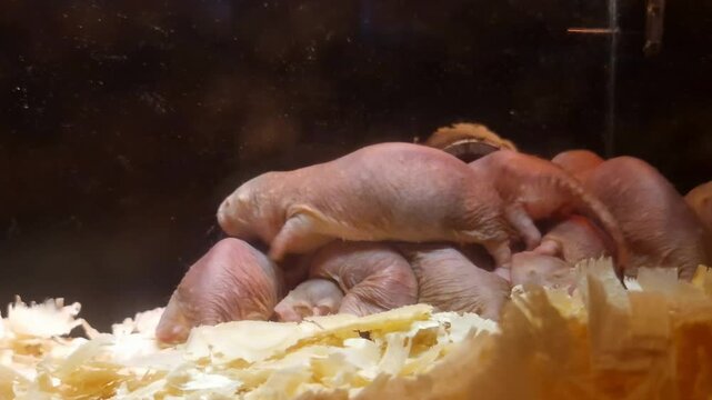 Naked mole rat, its scientific name is Heterocephalus glaber