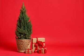 Potted small spruce tree with gifts on red background, space for text. Christmas decor