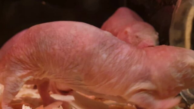 Naked mole rat, its scientific name is Heterocephalus glaber