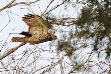 Red shouldered hawk inflight in habitat among bare limbs. 