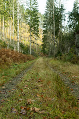 Herbst im Elbsandsteingebirge mit Wanderweg 1