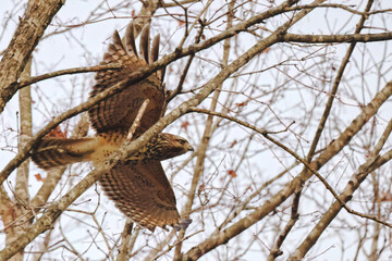 Red shouldered hawk inflight in habitat among bare limbs. 