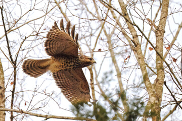 Red shouldered hawk inflight in habitat among bare limbs. 