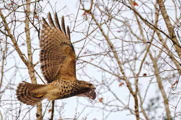 Red shouldered hawk inflight in habitat among bare limbs. 