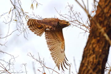 Red shouldered hawk inflight in habitat among bare limbs. 