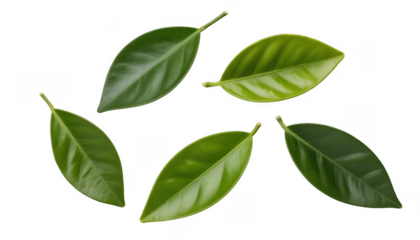 Five green leaves isolated nature isolated on a transparent background
