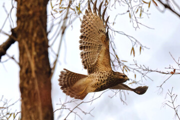 Red shouldered hawk inflight in habitat among bare limbs. 